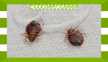 What is Mold vs Mildew?